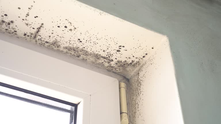 Reliable Rancho Viejo, TX Mold Removal Solutions